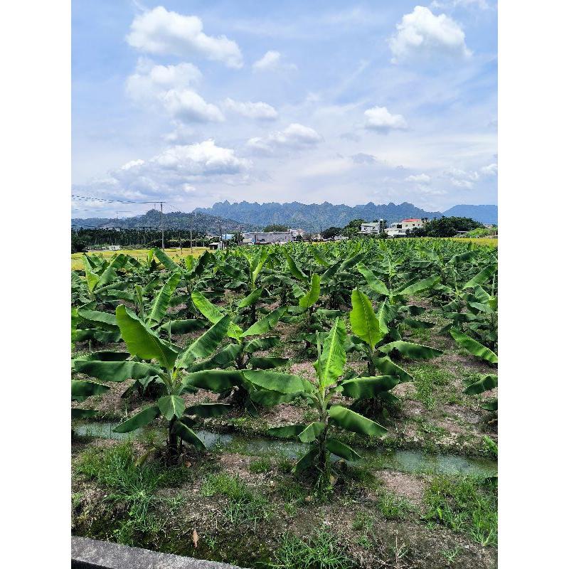 【田野仕】忘憂綠香蕉粉 Green banana 加入綠香蕉皮製作 即溶沖泡 無添加糖 無香料 無化學添加物-細節圖8