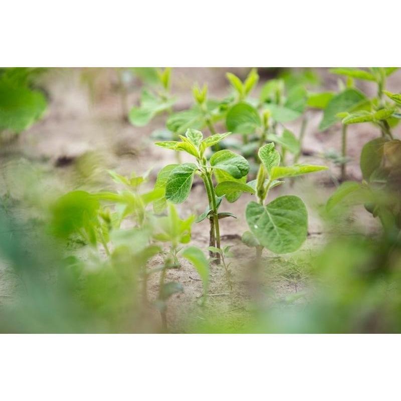 【田野仕】有機黃豆 1000公克大包裝 非基改 中興大學有機認證 台灣種植 在地好食材 早餐可做豆漿、豆花、醬料-細節圖3