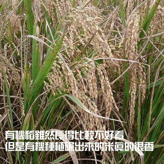 【田野仕】台中秈10號有機糙米 1斤裝 台灣在地米 秈糙米 小農 友善耕作 有機米 有機秈糙米 鬆軟好消化-細節圖2