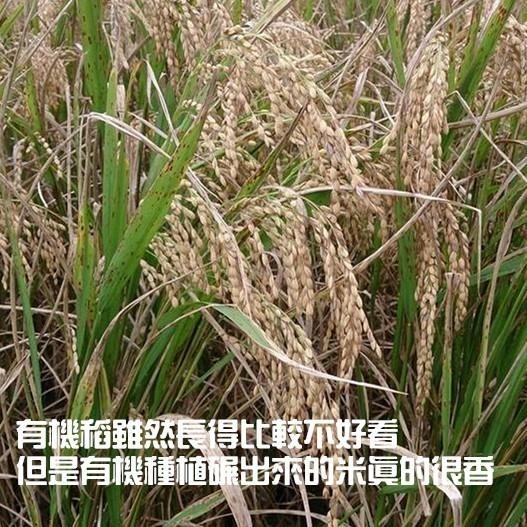 【田野仕】台中秈10號有機糙米 1斤裝 台灣在地米 秈糙米 小農 友善耕作 有機米 有機秈糙米 鬆軟好消化-細節圖2