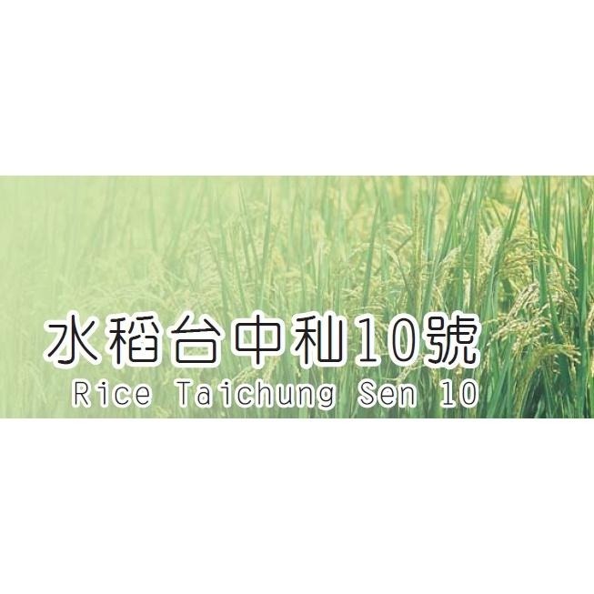 【田野仕】台中秈10號有機糙米 1斤裝 台灣在地米 秈糙米 小農 友善耕作 有機米 有機秈糙米 鬆軟好消化-細節圖6