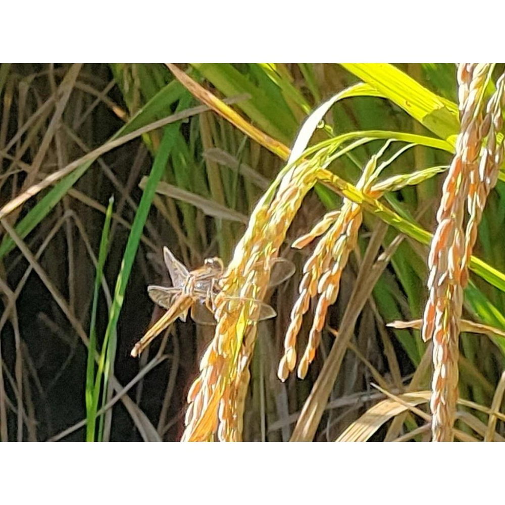 【田野仕】有機紅糙米 Organic Red Rice 好吃有稻理就愛台灣米 有機認證 台灣米 紅米 全穀營養 有機米-細節圖3