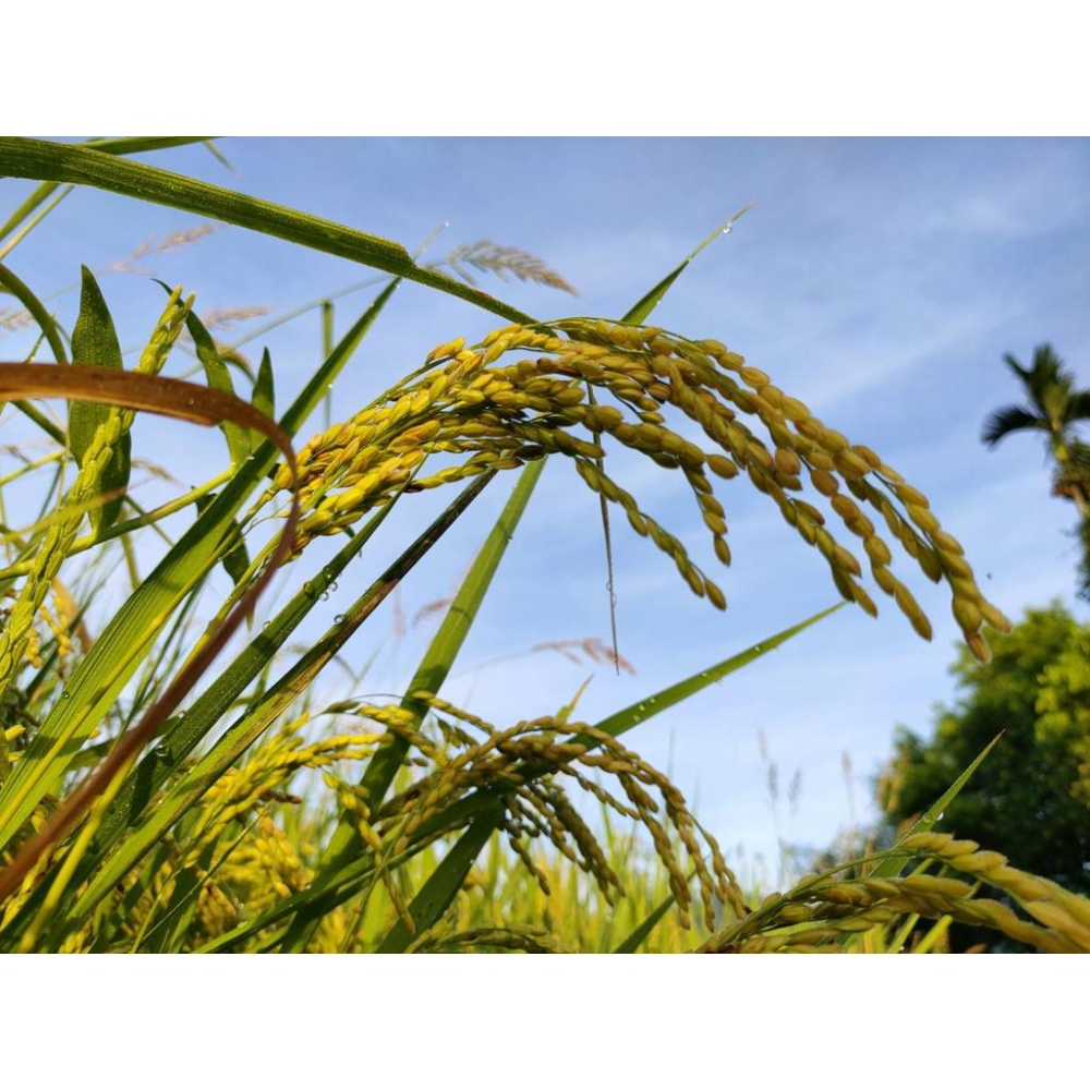 【田野仕】有機紅糙米 Organic Red Rice 好吃有稻理就愛台灣米 有機認證 台灣米 紅米 全穀營養 有機米-細節圖4