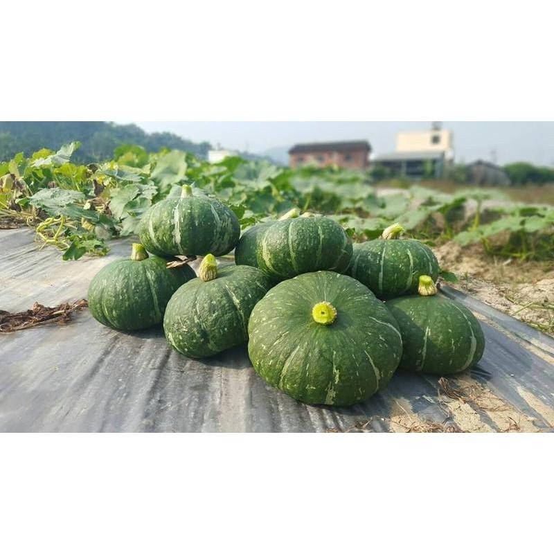 【田野仕】小米南瓜粉🎃 (加入南瓜子一同製作)  即溶沖泡  無香料 無添加糖 純素  南投草屯產-細節圖4