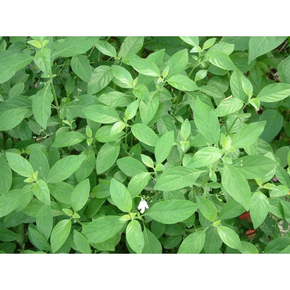 紅薏仁白鶴靈芝茶 * 神仙白鶴，無咖啡因  退火 降火氣 台灣原產 可作日常飲品飲用 冷熱皆可-細節圖2