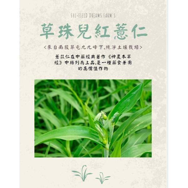 草珠兒紅薏仁 (友善栽培三年以上) 草屯紅薏仁 南投草屯40年歷史產地 台灣紅薏仁 膳食纖維 全穀營養-細節圖8