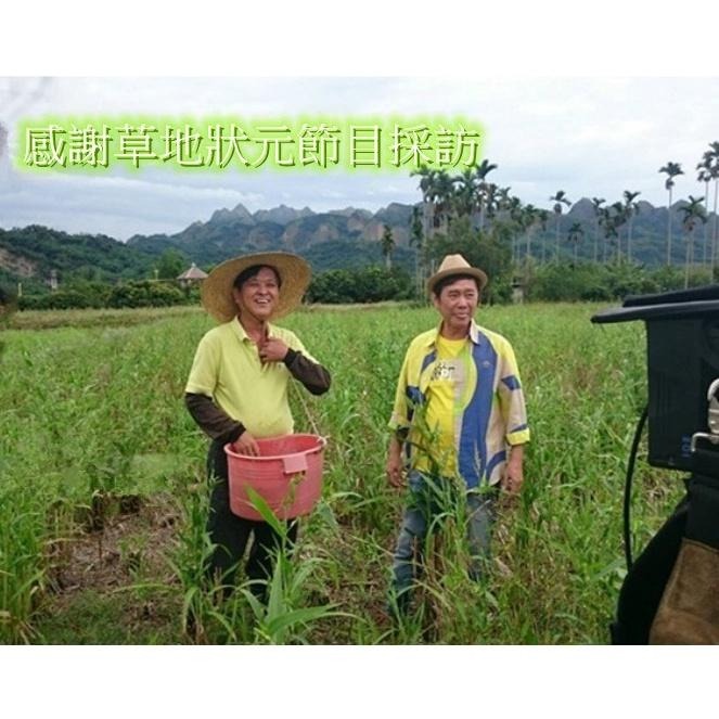 【田野仕】日曬有機紅薏仁 南投草屯九九峰下 傳統日曬法 中興大學有機認證 草屯薏仁 台灣紅薏仁 有機紅米 有機黑米-細節圖4