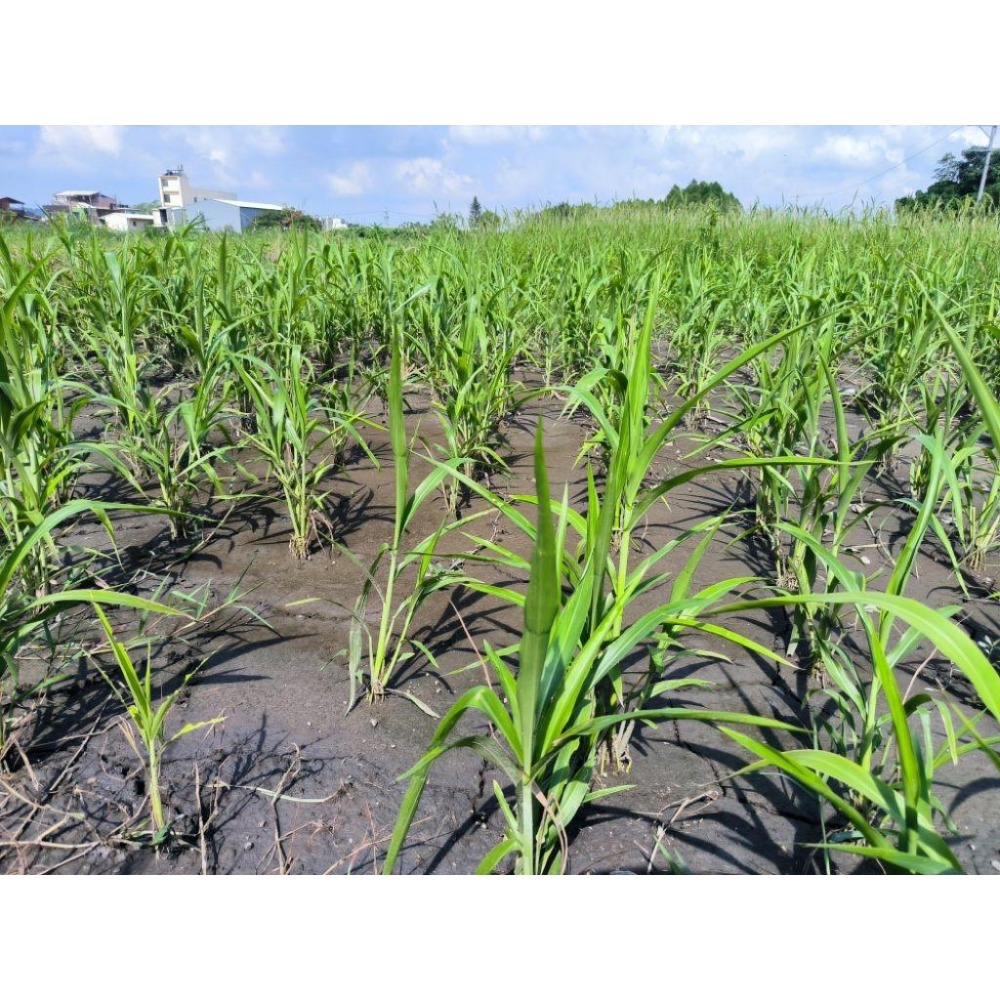 【田野仕】紅薏仁雪花片 300克 無添加糖 全穀營養 山藥 黑豆 紅豆 紅藜麥 蕎麥 農民自產 即溶沖泡 冷熱水皆可沖泡-細節圖5