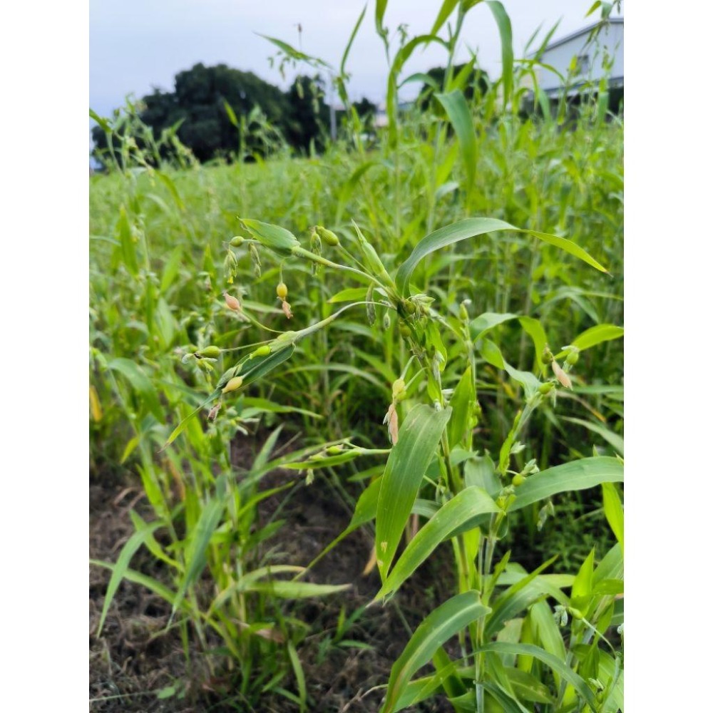 【田野仕】紅薏仁雪花片 300克 無添加糖 全穀營養 山藥 黑豆 紅豆 紅藜麥 蕎麥 農民自產 即溶沖泡 冷熱水皆可沖泡-細節圖6