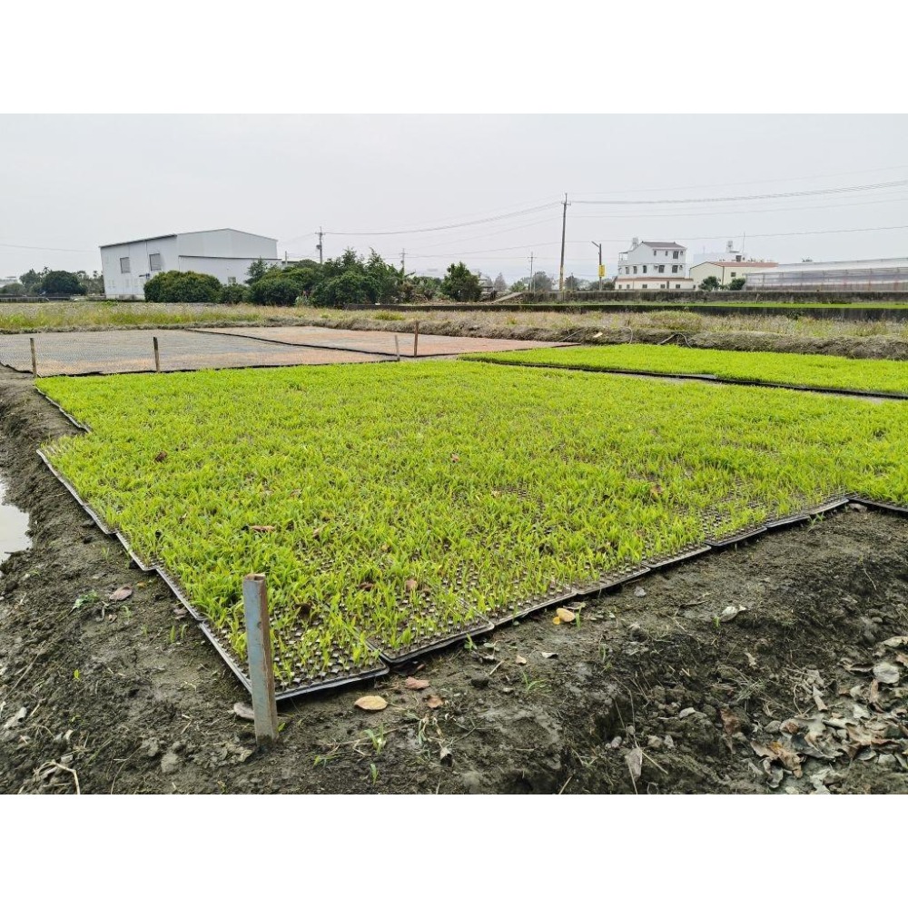 【田野仕】紅薏仁雪花片 300克 無添加糖 全穀營養 山藥 黑豆 紅豆 紅藜麥 蕎麥 農民自產 即溶沖泡 冷熱水皆可沖泡-細節圖8