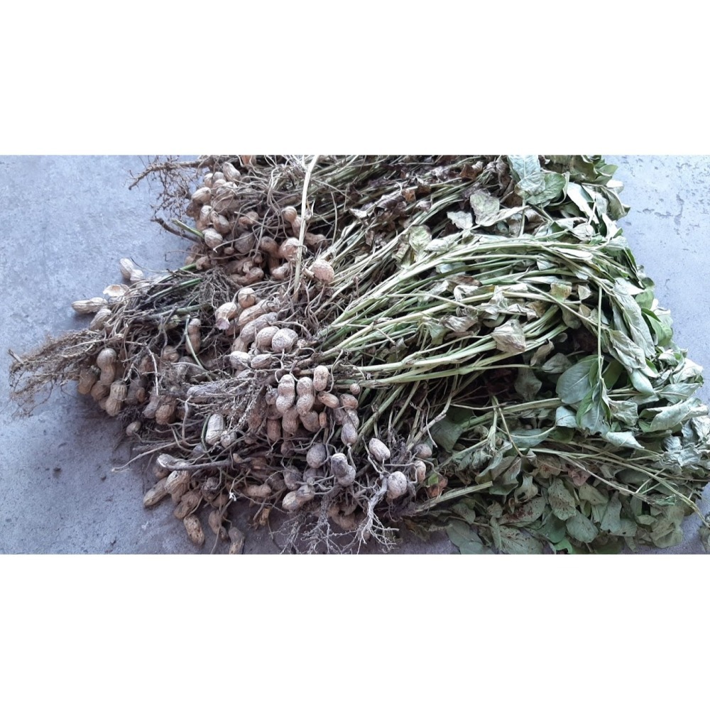 W021 嘉義東石余順豐-桶裝苦茶油(2斤/3斤/5斤)-細節圖8