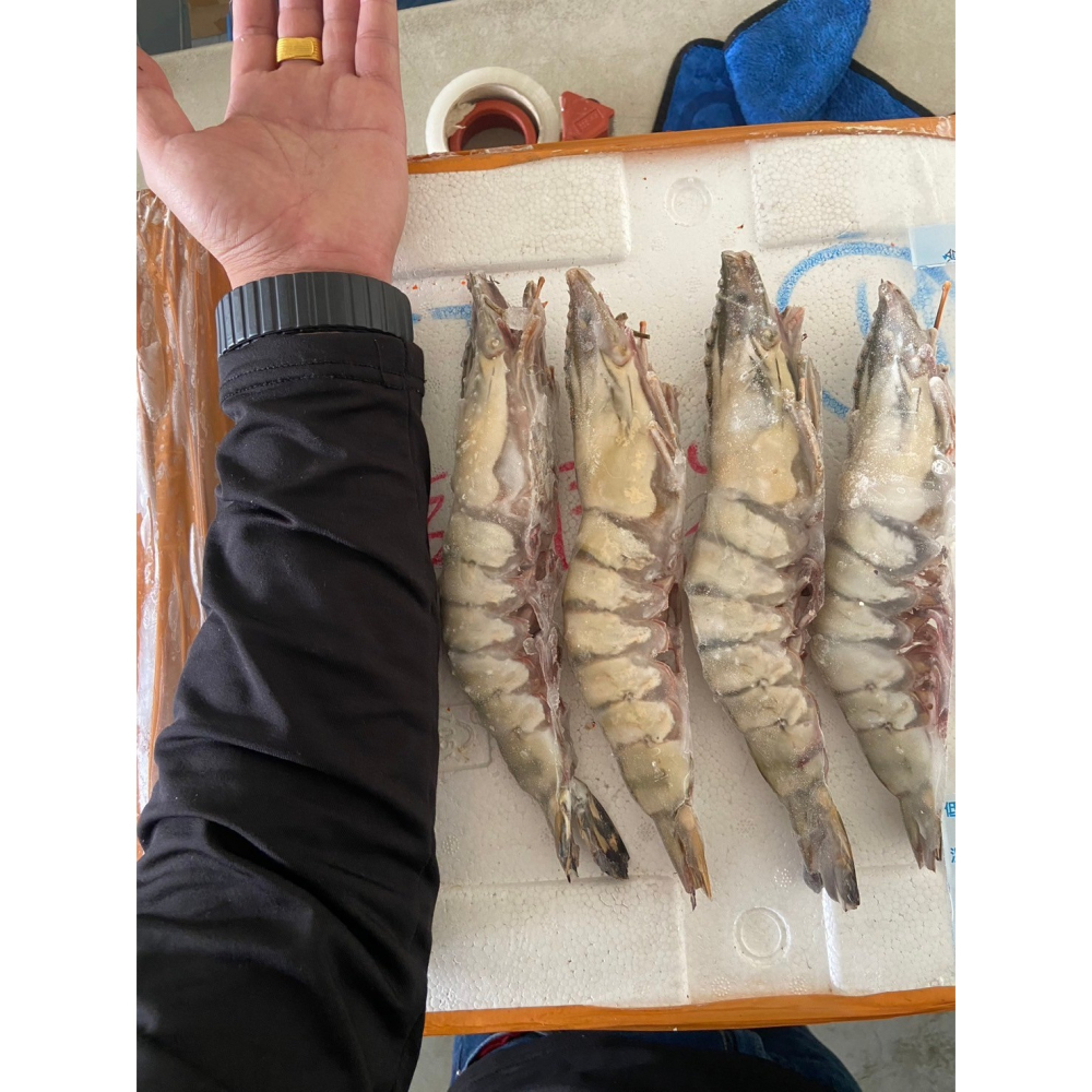 F090 菲律賓真空海虎蝦（又稱手臂蝦.肥豬蝦）(150-200克/隻)-細節圖4