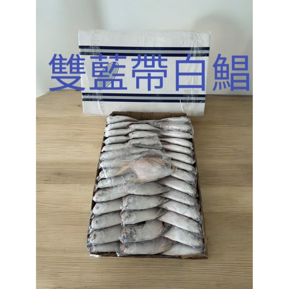 F078 白鯧界的LV-雙藍帶:印度白鯧魚(200~300g/隻)*2隻組-細節圖7