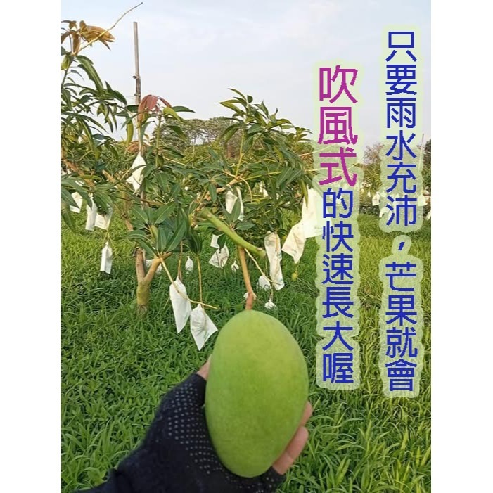 F001 我種的芒果我驕傲！ 彰化二水的夏雪芒果翹楚(3公斤禮盒組)  宅配免運-細節圖9