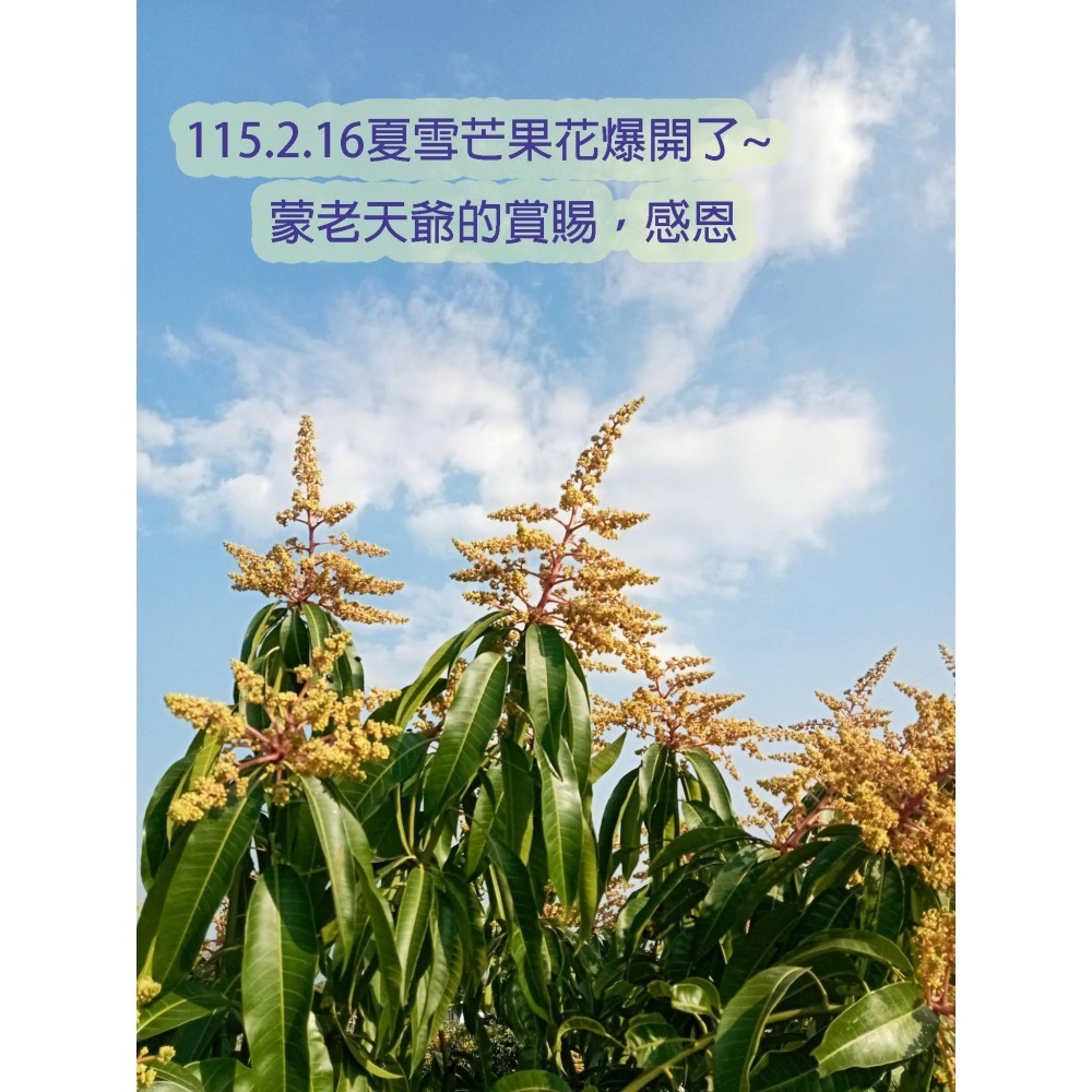 F001 我種的芒果我驕傲！ 彰化二水的夏雪芒果翹楚(3公斤禮盒組)  宅配免運-細節圖3