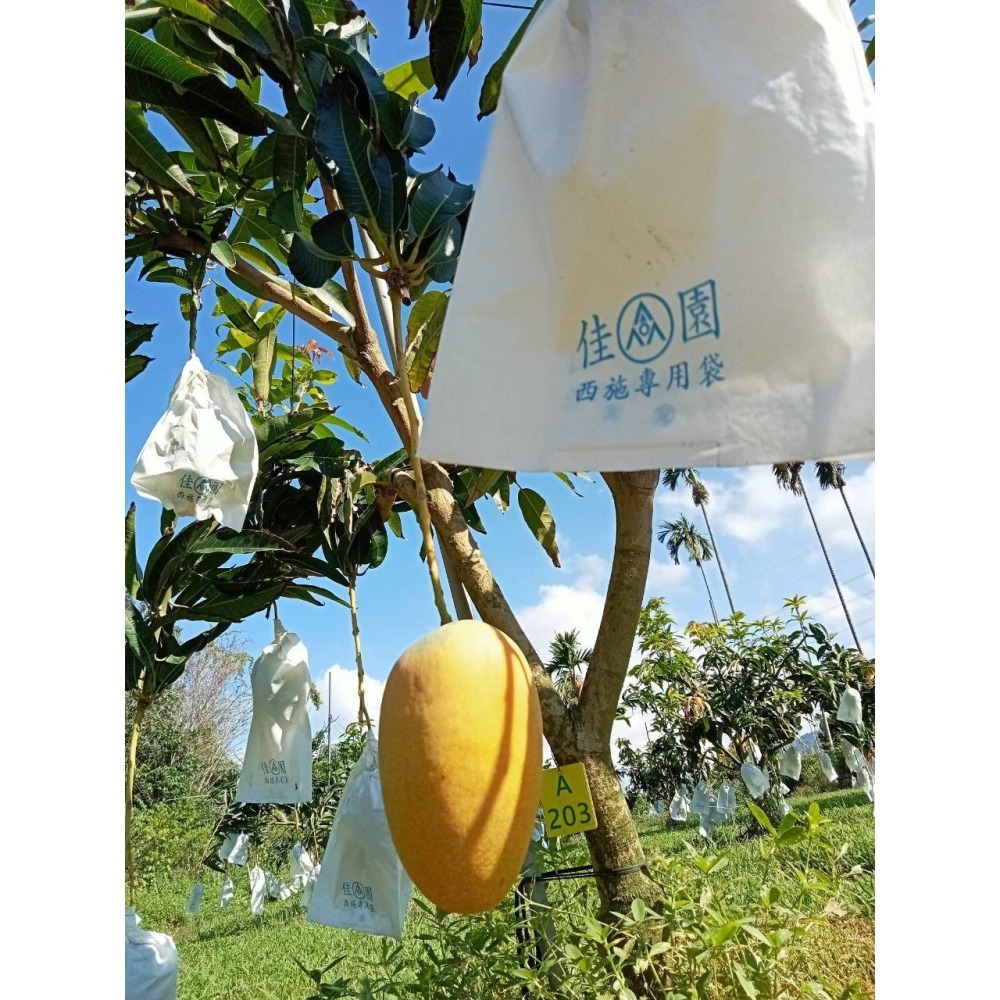 F001 我種的芒果我驕傲！ 彰化二水的夏雪芒果翹楚(3公斤禮盒組)  宅配免運-細節圖5
