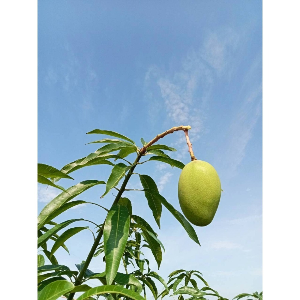 F001 我種的芒果我驕傲！ 彰化二水的夏雪芒果翹楚(3公斤禮盒組)  宅配免運-細節圖6