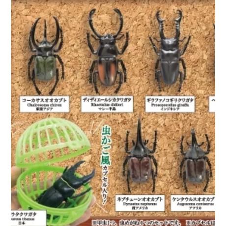 【玩模收藏】正版現貨 Yell 甲蟲採集標本 ZOOM 立體公仔 (全套) 扭蛋 鍬形蟲 大兜蟲 金龜子 獨角仙 轉蛋-細節圖2