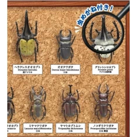 【玩模收藏】正版現貨 Yell 甲蟲採集標本 ZOOM 立體公仔 (全套) 扭蛋 鍬形蟲 大兜蟲 金龜子 獨角仙 轉蛋-細節圖3