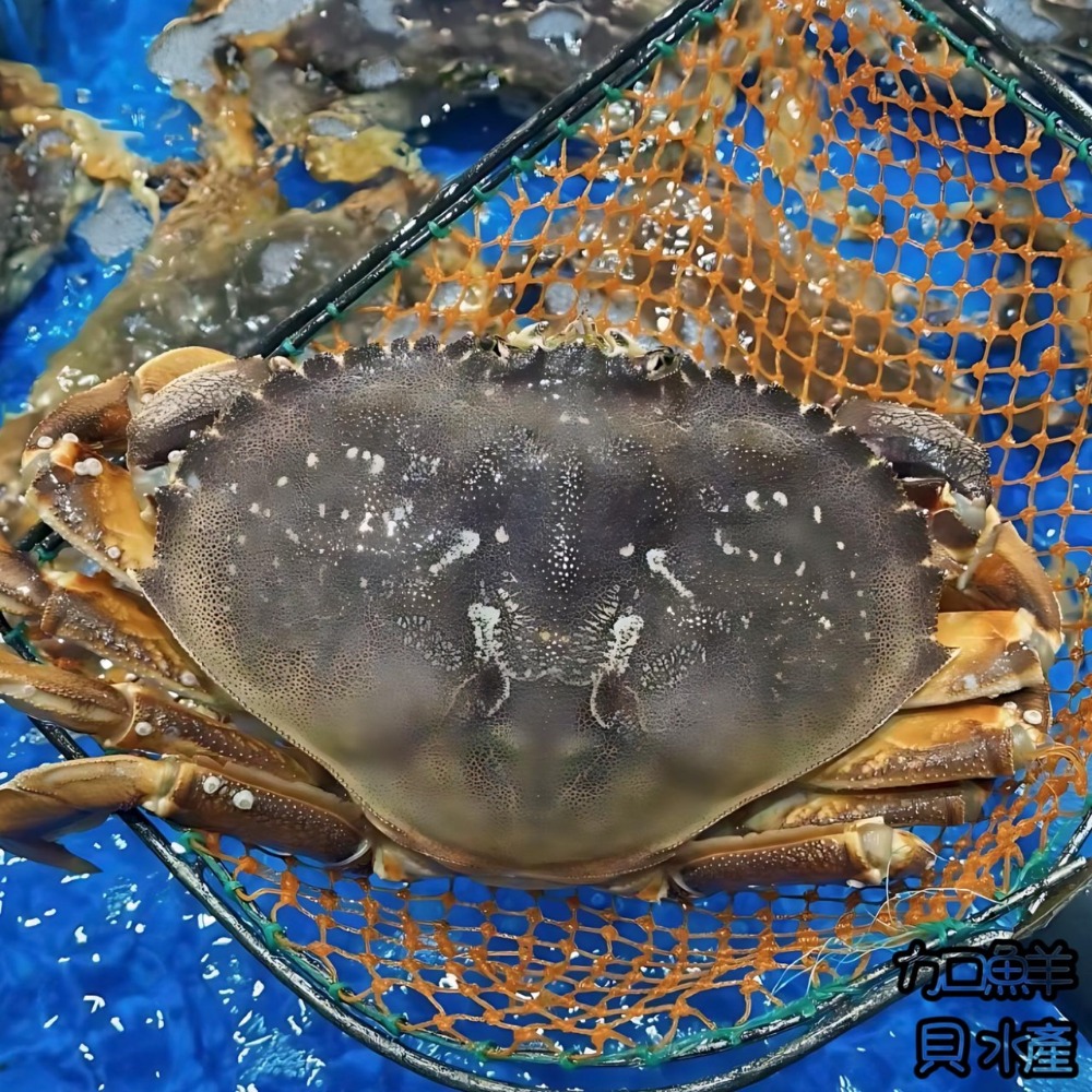 【自營車專區】🌊活體加拿大黃金蟹蟹肉之王猛男來了/活海鮮雙北800起免運/台北新北餐廳批發/螃蟹鐵板燒碳烤肉居酒屋日本-規格圖9