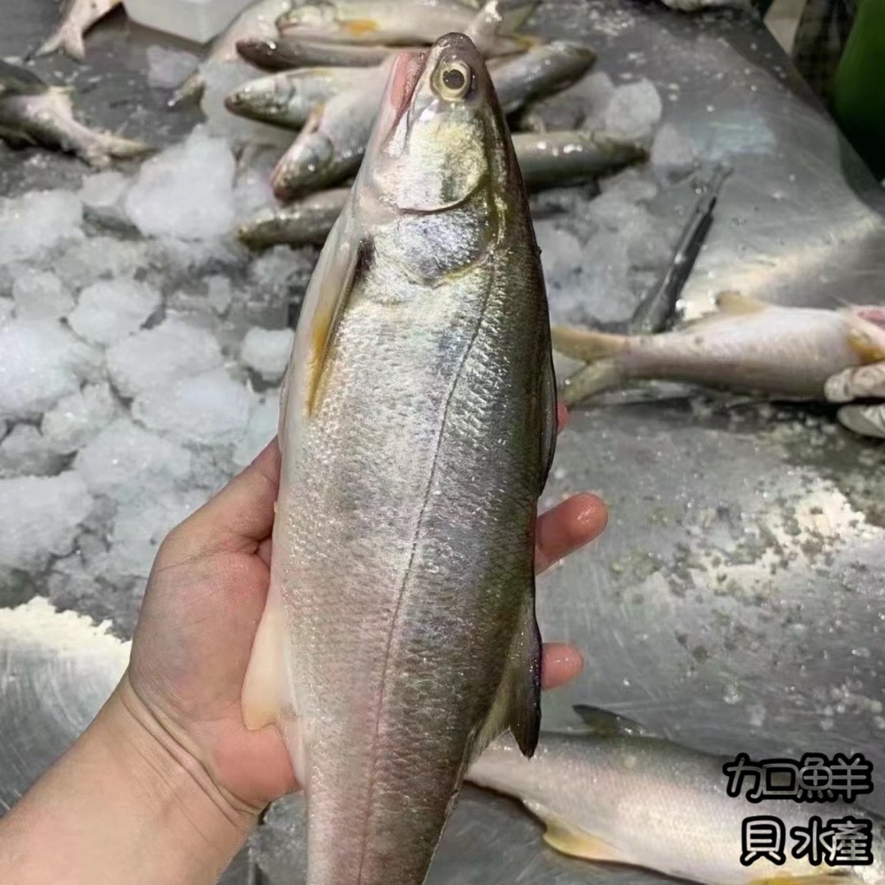 【自營車專區】🌊現撈午仔魚想吃新鮮來每天現流處理非冷凍/活海鮮雙北800起免運/台北新北餐廳批發/午魚鐵板燒碳烤肉居酒-規格圖9