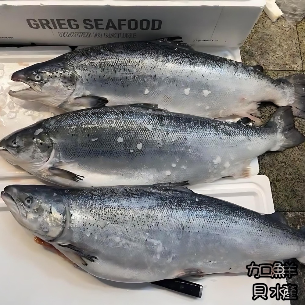 業務用〝整尾〞鮭魚 處理後秤重每公斤計價
