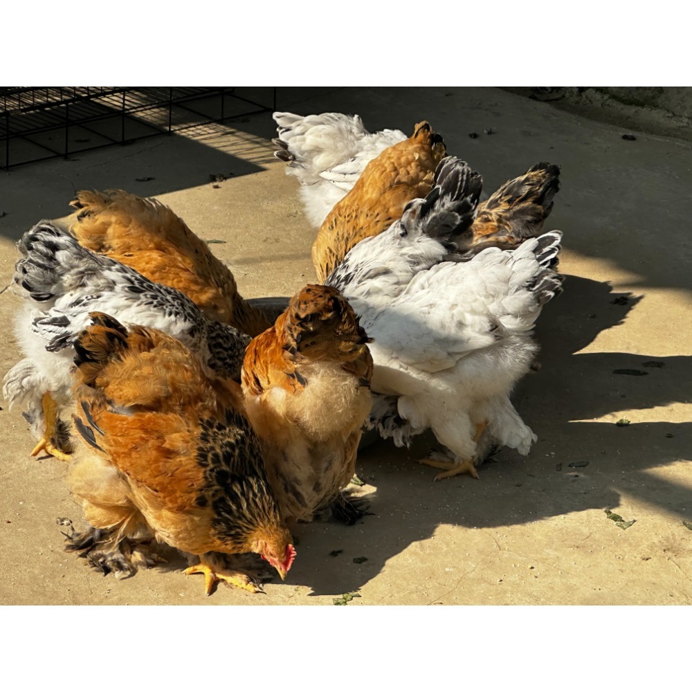 @呂氏不爽餌兒爸@雞、鼠益生菌飼料真空包裝1kg-規格圖1