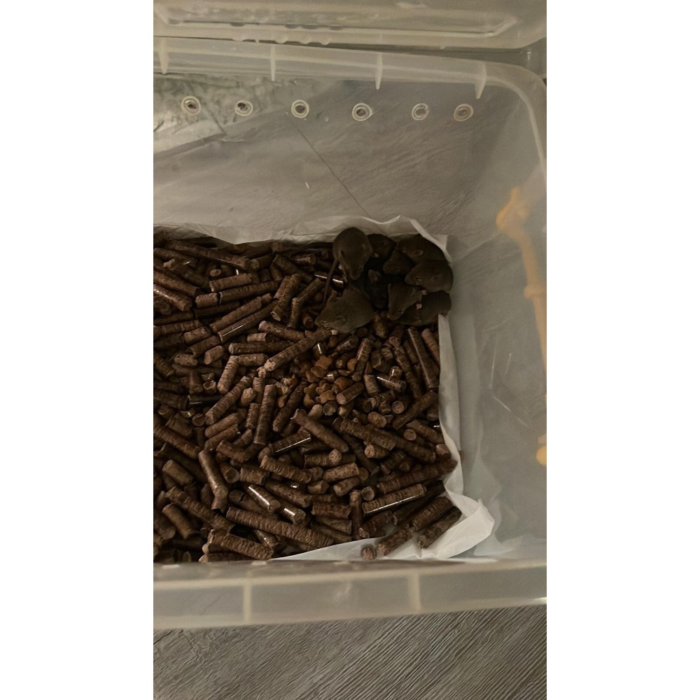 @呂氏不爽餌兒爸@爬蟲、鳥、鼠……等多種寵物墊材-細節圖2