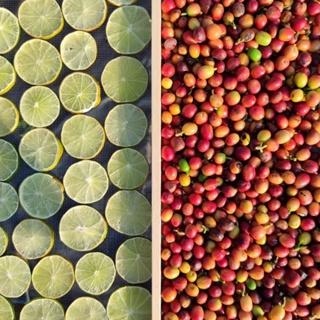 葳葳生活選物 老菸樓檸檬咖啡•在地小農咖啡 。咖啡豆 淺焙 濾掛咖啡 天然無毒 在地小農 檸檬清香 茶香 柑橘-細節圖7