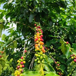 葳葳生活選物 老菸樓檸檬咖啡•在地小農咖啡 。咖啡豆 淺焙 濾掛咖啡 天然無毒 在地小農 檸檬清香 茶香 柑橘-細節圖9