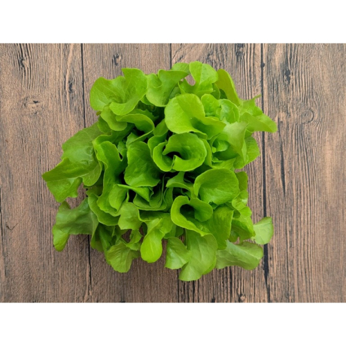 綠沙拉缽萵苣種子~Green Salad Bowl Lettuce~生菜首選品種