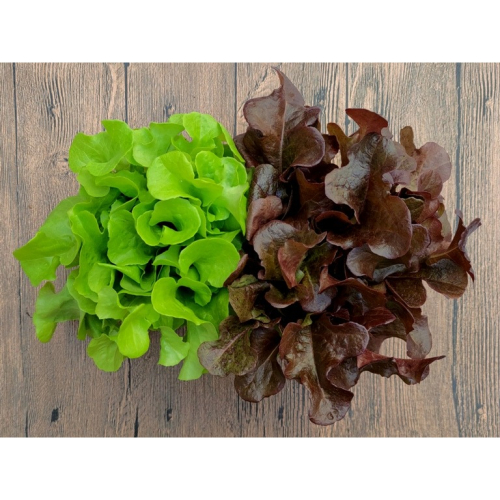 (紅綠二色)沙拉缽萵苣混合種子~Salad Bowl Lettuce~生菜首選品種