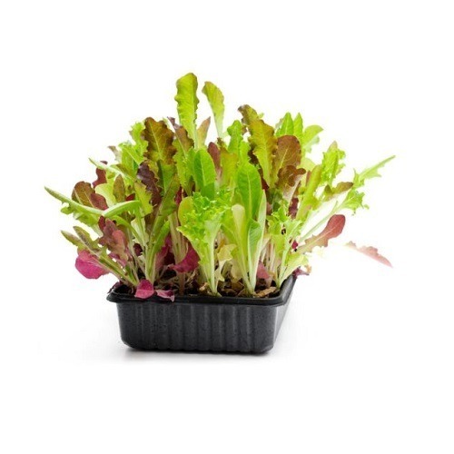 Baby Leaf嫩葉生菜種子-綜合萵苣~輕鬆入門，室內種菜，家裡也能是植物工廠