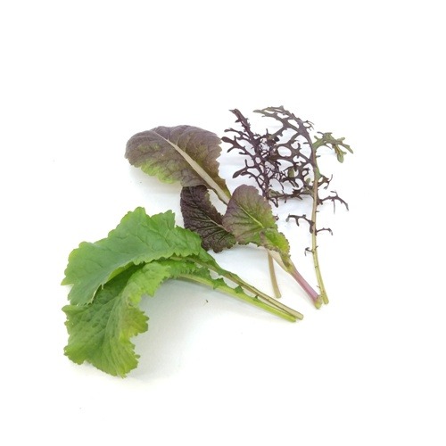 Baby Leaf嫩葉生菜種子-綜合芥末菜~芥末香氣~輕鬆入門，室內種菜，家裡也能是植物工廠