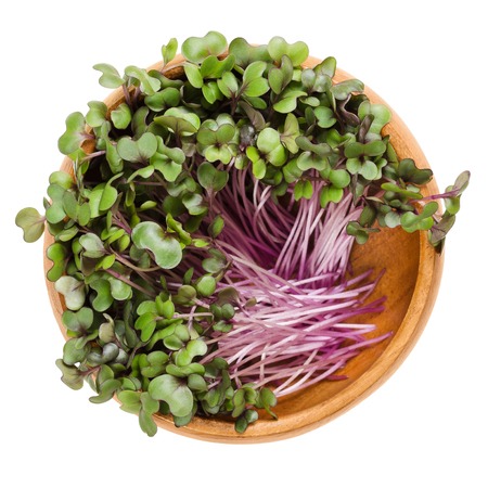 Microgreens苗菜種子-紫高麗菜~優雅小巧，營養不減少