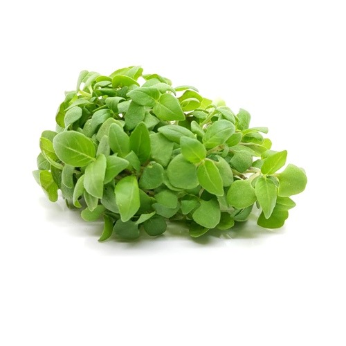 Microgreens苗菜種子-印度九層塔~ 香草之王，10天收成，輕鬆料理-細節圖2