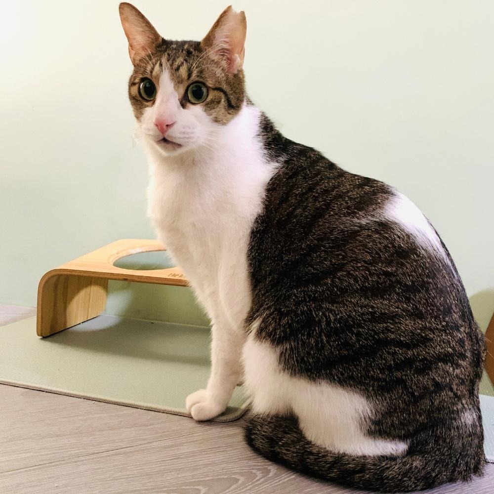 PER環保寵物餐墊 舔食OK 防水止滑 寵物用品 寵物餐墊 狗 貓 用品 防水地墊 防水墊 狗碗墊 止滑墊-細節圖4