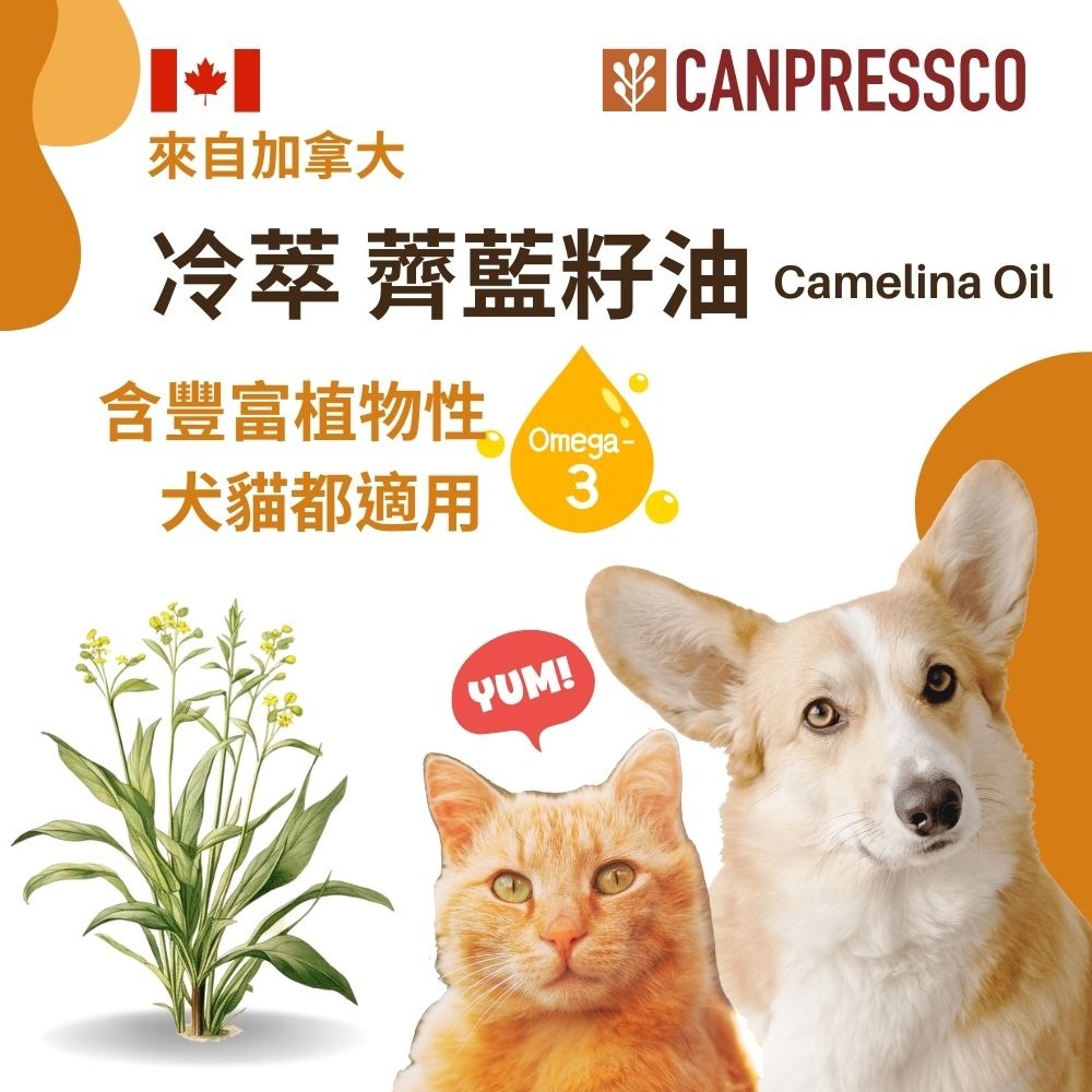 100%冷壓薺藍籽油 加拿大原裝進口 寵物用薺藍籽油 Camelina Oil 250ml-細節圖3