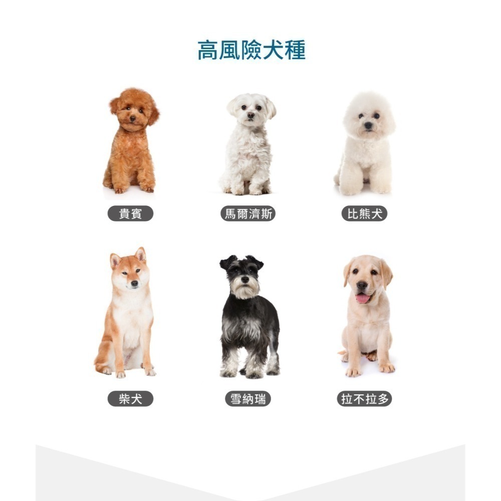 【木入森】犬寶好眼力 60顆｜FloraGLO®游離型葉黃素 游離型玉米黃素 狗狗眼睛保健營養-細節圖5