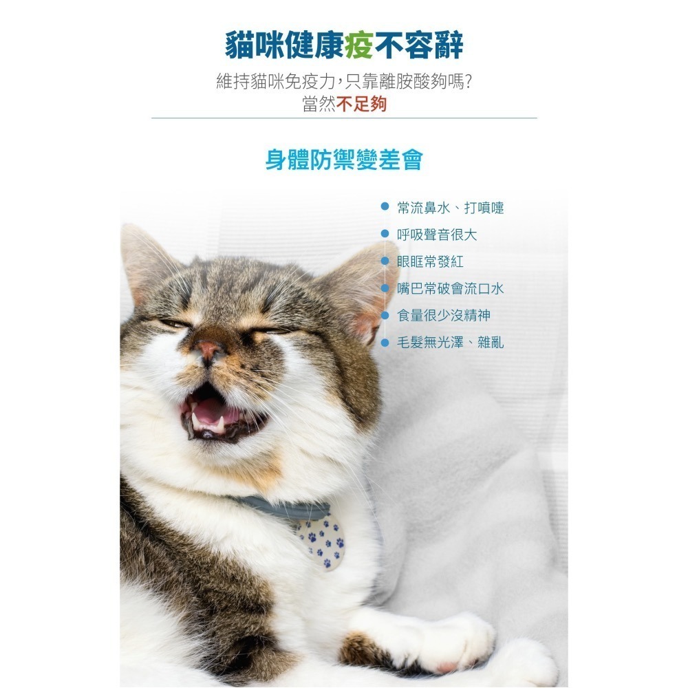 【木入森】貓咪護疫升 60顆 貓咪離胺酸 乳鐵蛋白 葡聚糖 牛磺酸 蝦紅素 紫錐花萃取 調節貓咪免疫力-細節圖5
