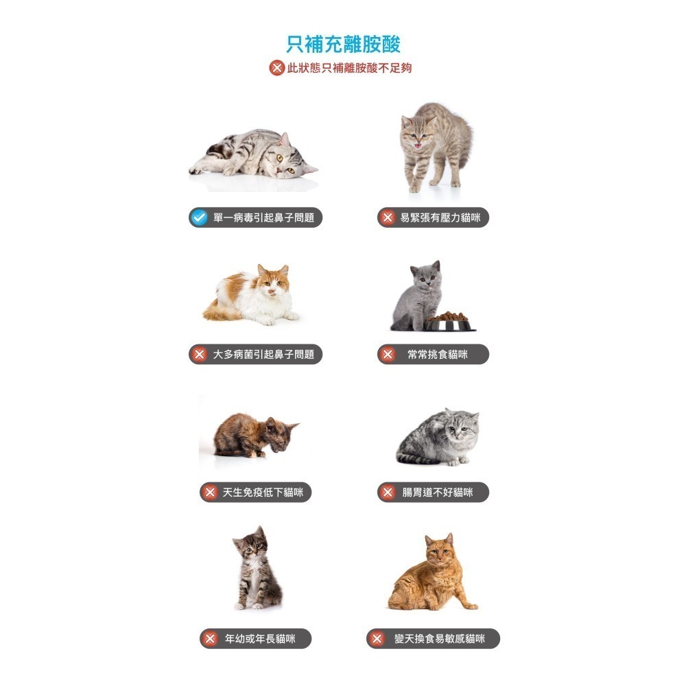 【木入森】貓咪護疫升 60顆 貓咪離胺酸 乳鐵蛋白 葡聚糖 牛磺酸 蝦紅素 紫錐花萃取 調節貓咪免疫力-細節圖6