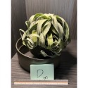 ｛植屋｝空氣鳳梨禮盒畫框（電捲）-規格圖2