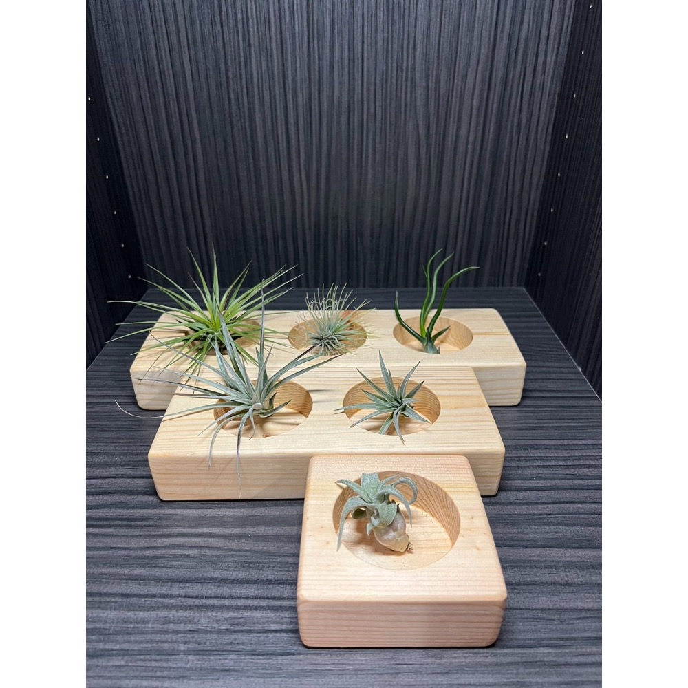 「台灣製造」｛植屋｝-療癒小物植栽盒-細節圖2