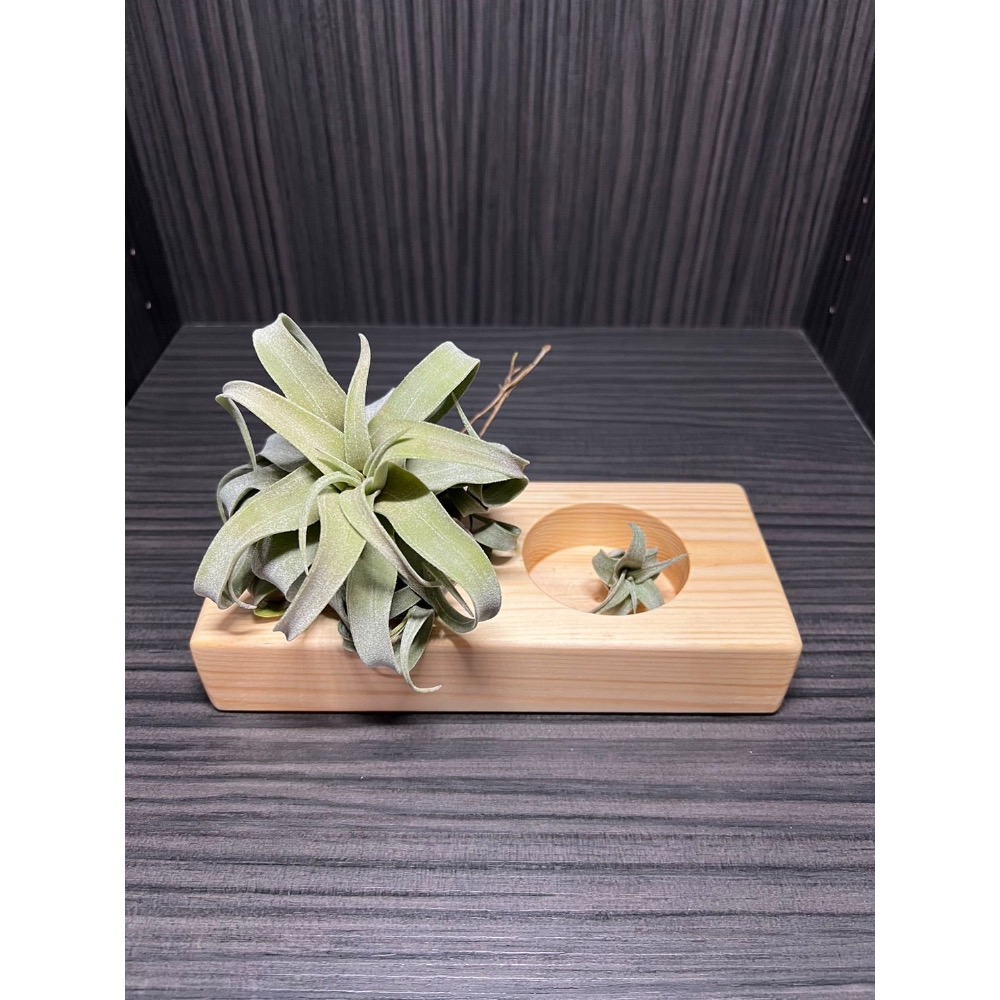 「台灣製造」｛植屋｝-療癒小物植栽盒-細節圖4