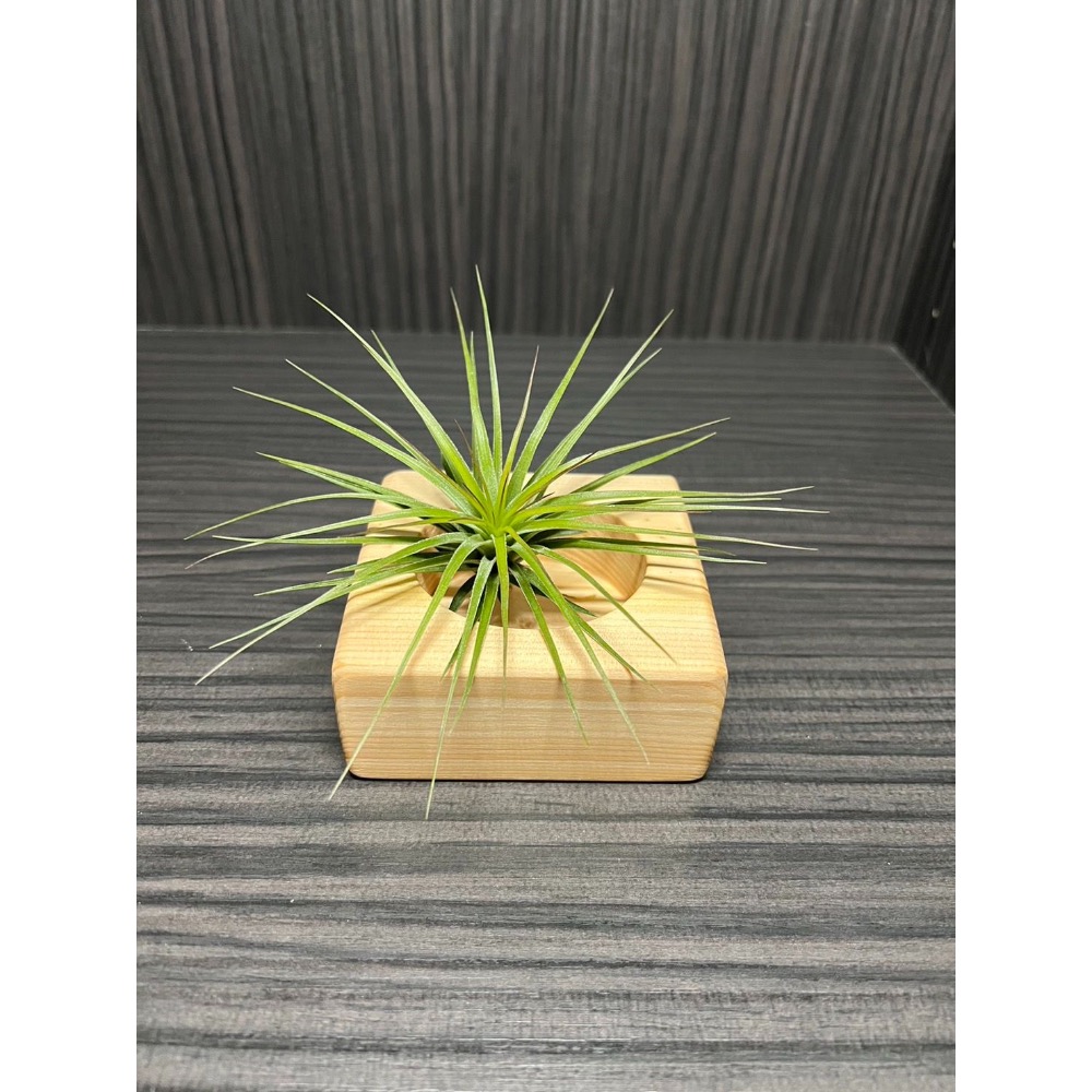 「台灣製造」｛植屋｝-療癒小物植栽盒-細節圖5