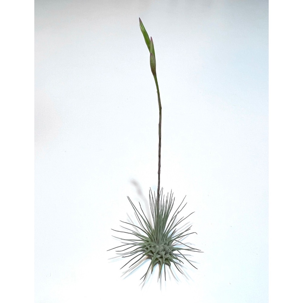 植屋好朋友-空氣鳳梨 白毛毛（限購一顆）-細節圖3