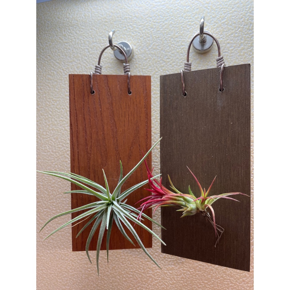 ｛植屋｝一板一鳳-植生板（不含植株）-細節圖2