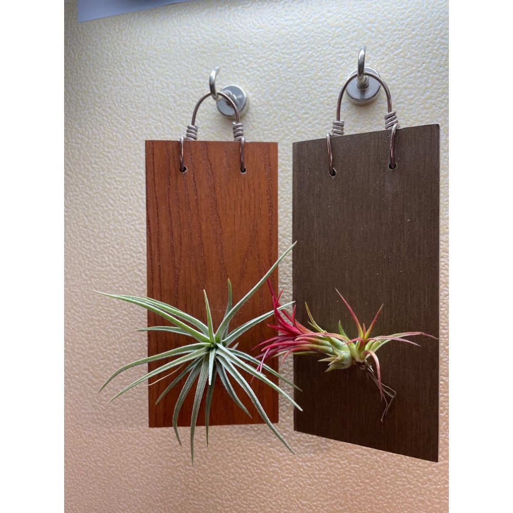 ｛植屋｝一板一鳳-植生板（不含植株）-細節圖3