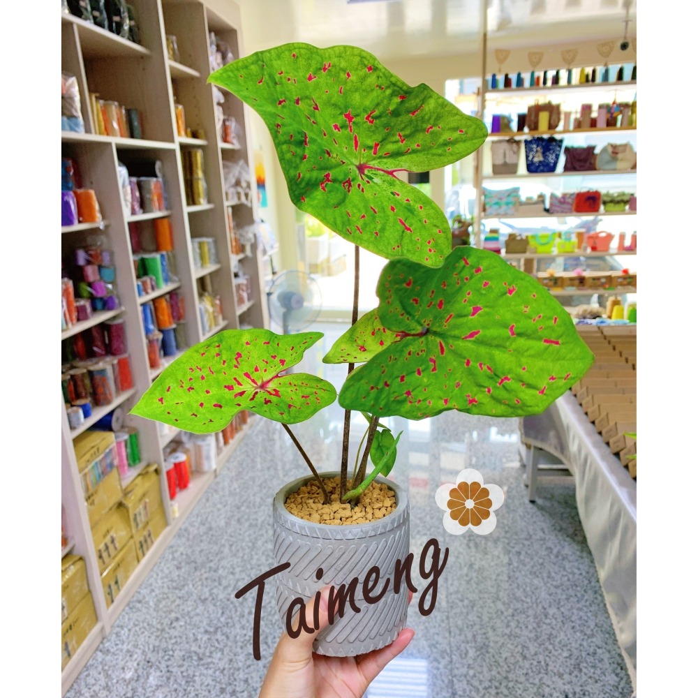 台孟牌 彩色 中國結 5號 4號 台灣製造 編織 彩虹結 韓國絲 串珠 繩結 流蘇 尼龍 風水 媽祖 保平安 春聯 絡子-細節圖11