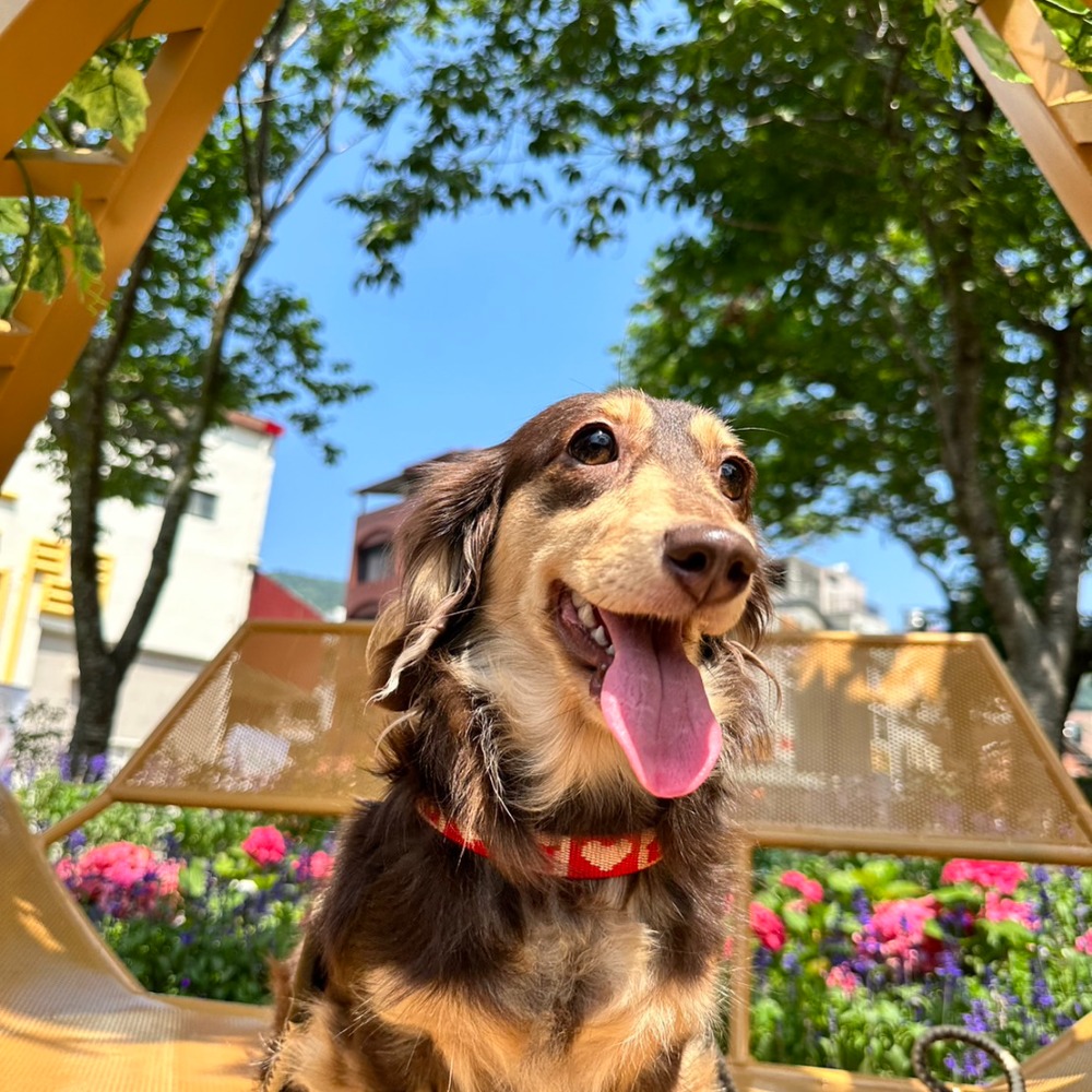 petshine 優骨力EX-細節圖6